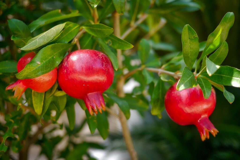 Close-up of fresh pomegranate seeds and a sliced pomegranate, highlighting the fruit's vibrant red color and nutrient-rich content, known for its antioxidants and health benefits.