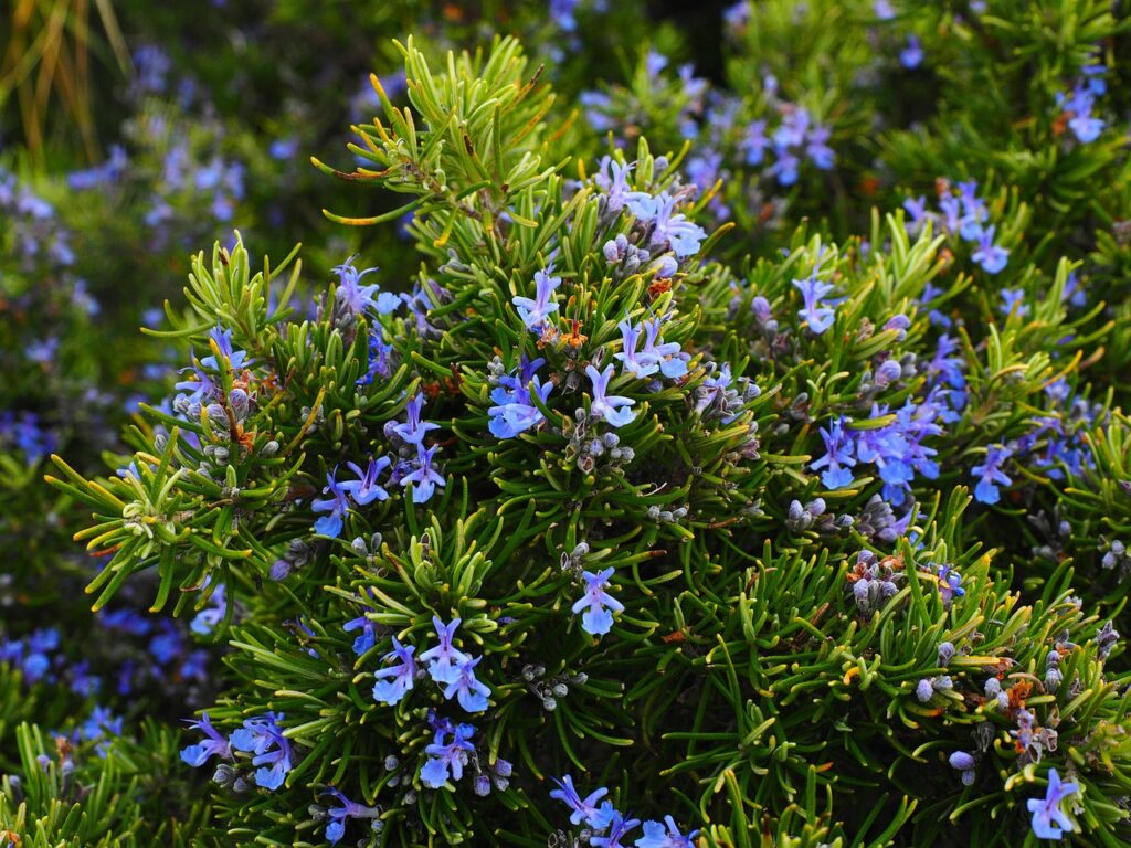 Unlock Rosemary’s Power for a Healthier You